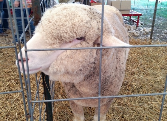 A picture of a sheep being shown at the Wayne County Fair in New York, August 2014